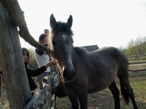 bottyan_equus_142