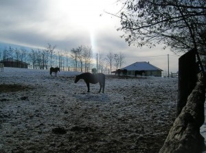 bottyan_equus_hungaria121209_008