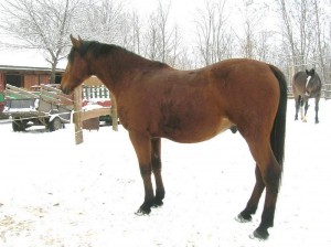 bottyan-equus-hungaria-130119-008