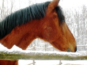bottyan-equus-hungaria-130119-013