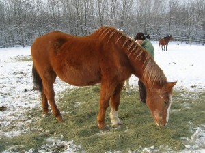 bottyan-equus-hungaria-130119-039