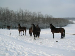 bottyan-equus-hungaria-130119-040