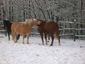 bottyan-equus-hungaria-130119-048