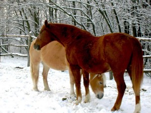 bottyan-equus-hungaria-130119-051