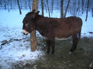 bottyan-equus-hungaria-130119-090