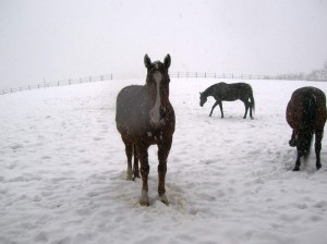 bottyan-equus-hungaria-130210-013