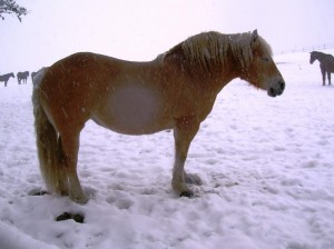 bottyan-equus-hungaria-130210-014